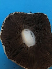 Agaricus cupreobrunneus
