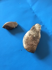 Agaricus cupreobrunneus