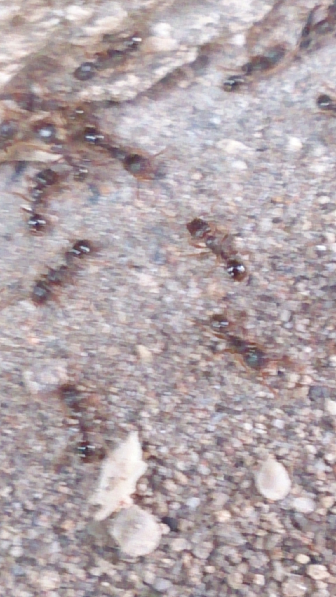 Tetramorium caespitum