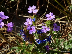 Glandularia mendocina