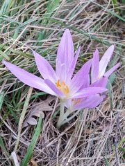 Colchicum autumnale