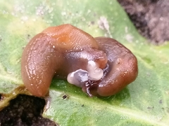 Deroceras caucasicum