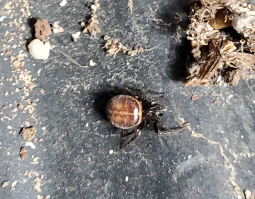 Steatoda grandis
