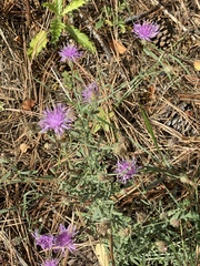 Centaurea ×psammogena