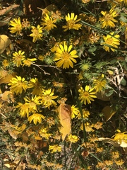 Asteraceae
