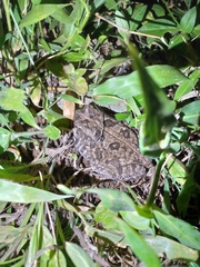 Sclerophrys maculata