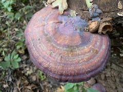 Ganoderma curtisii