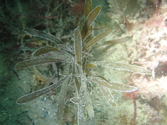 Sargassum muticum