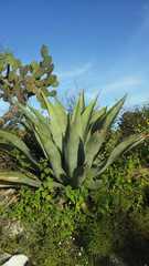 Agave scaposa