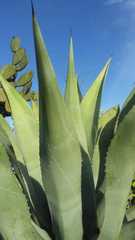 Agave scaposa