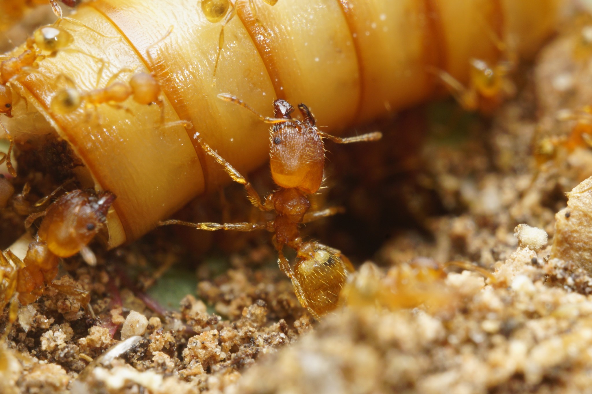 Pheidole