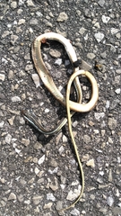 Thamnophis saurita nitae