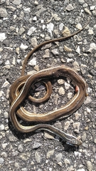 Thamnophis saurita nitae