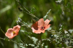 Sphaeralcea miniata
