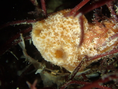 Ulosa digitata