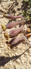 Silene crassifolia