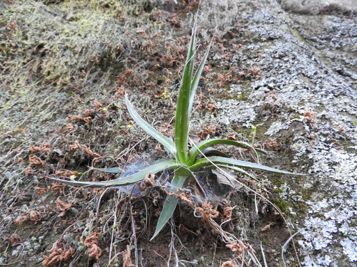 Image of Agave schidigera by (c) Oscar Alejandro Morales Juárez, some rights reserved (CC BY-SA)