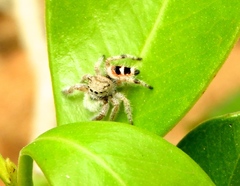 Phidippus pacosauritus