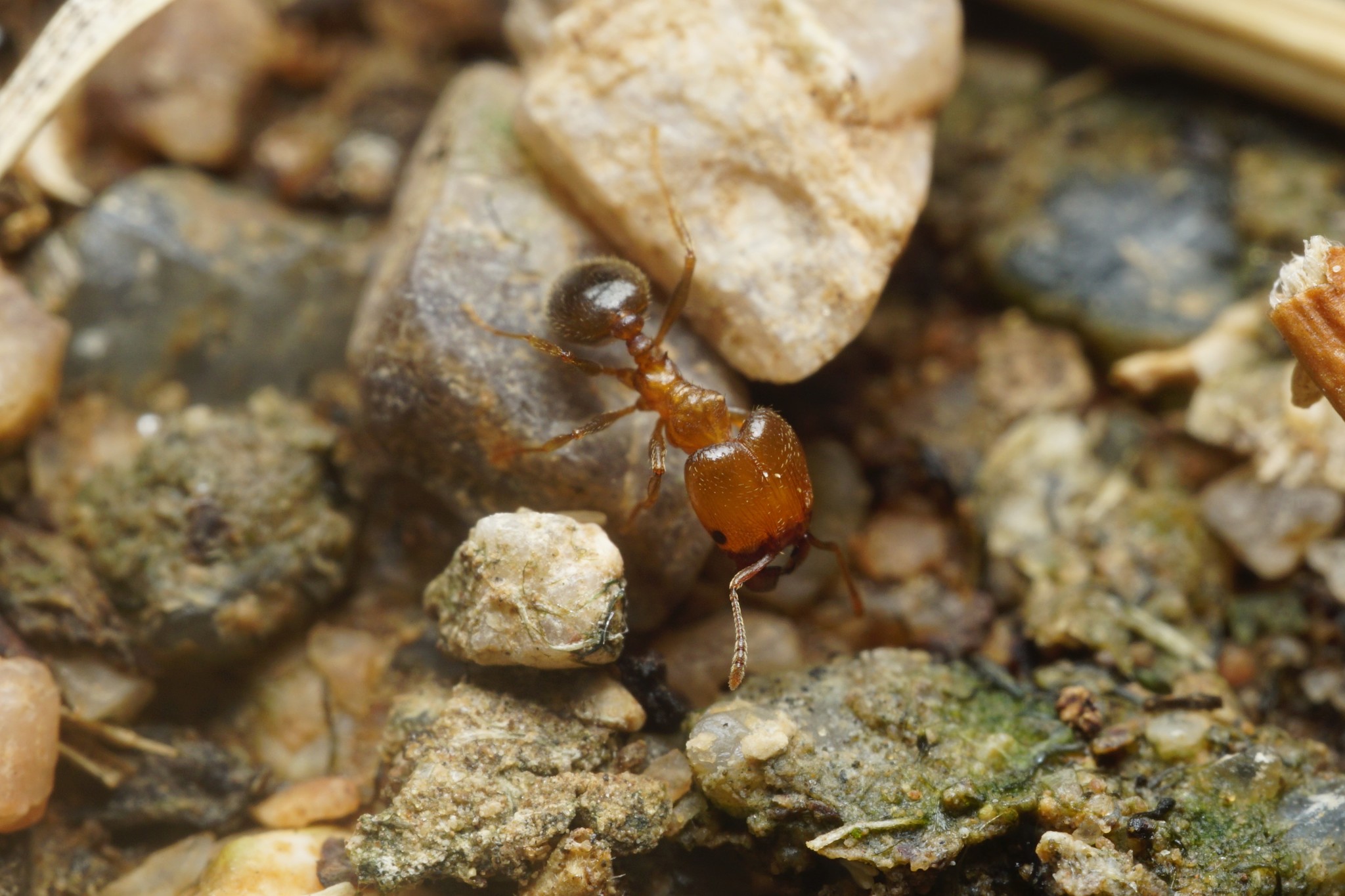 Pheidole tetra