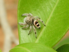 Phidippus pacosauritus