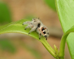 Phidippus pacosauritus