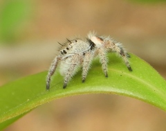 Phidippus pacosauritus
