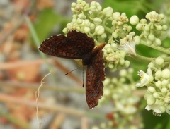 Calephelis sinaloensis sinaloensis