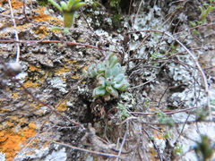 Graptopetalum pachyphyllum