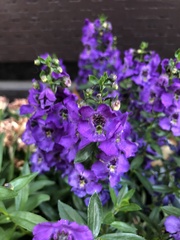 Angelonia