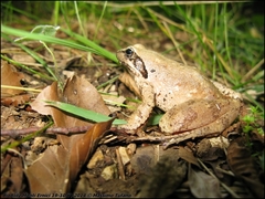 Rana italica