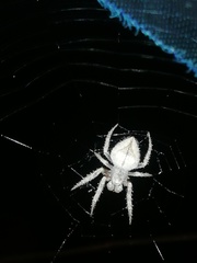 Eriophora edax