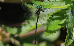 Eusynthemis aurolineata