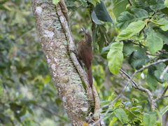 Xiphocolaptes promeropirhynchus