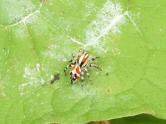 Nycerella delecta