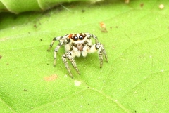 Nycerella delecta