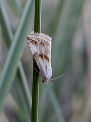 Eublemma ostrina