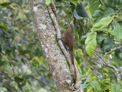 Xiphocolaptes promeropirhynchus