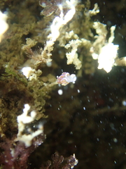 Facelina auriculata