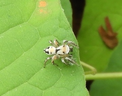 Habronattus aztecanus