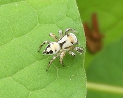 Habronattus aztecanus