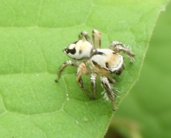 Habronattus aztecanus