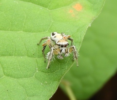 Habronattus aztecanus