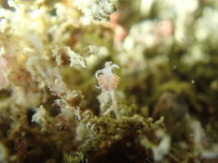 Facelina auriculata