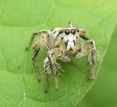 Habronattus aztecanus