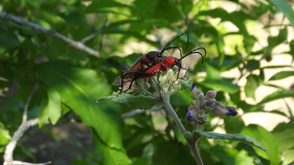 Neoxoplus cruentus