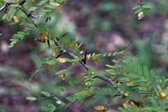 Gleditsia aquatica