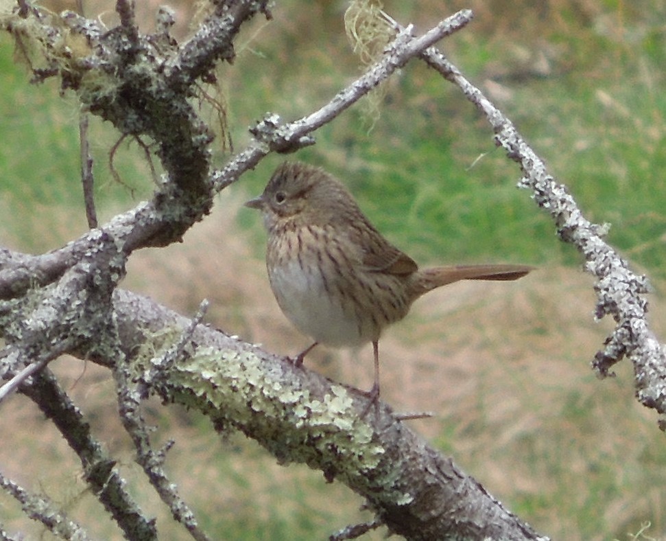 Lincoln's Sparrow