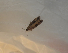 Endothenia quadrimaculana