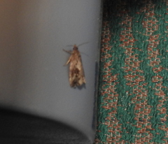 Endothenia quadrimaculana