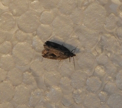 Endothenia quadrimaculana